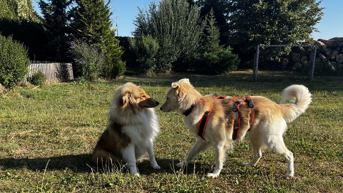 Kurs - Kommunikation zwischen Hunden entschlüsseln (aktive Teilnahme)