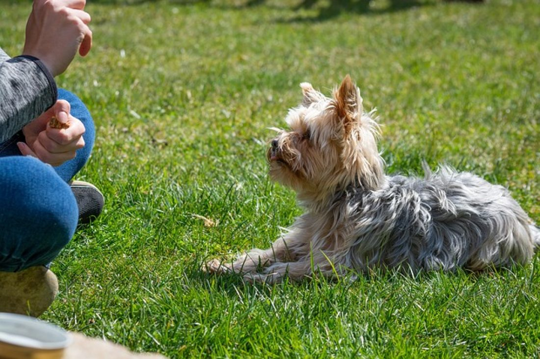 Seminar - Impulskontrolle beim Hund